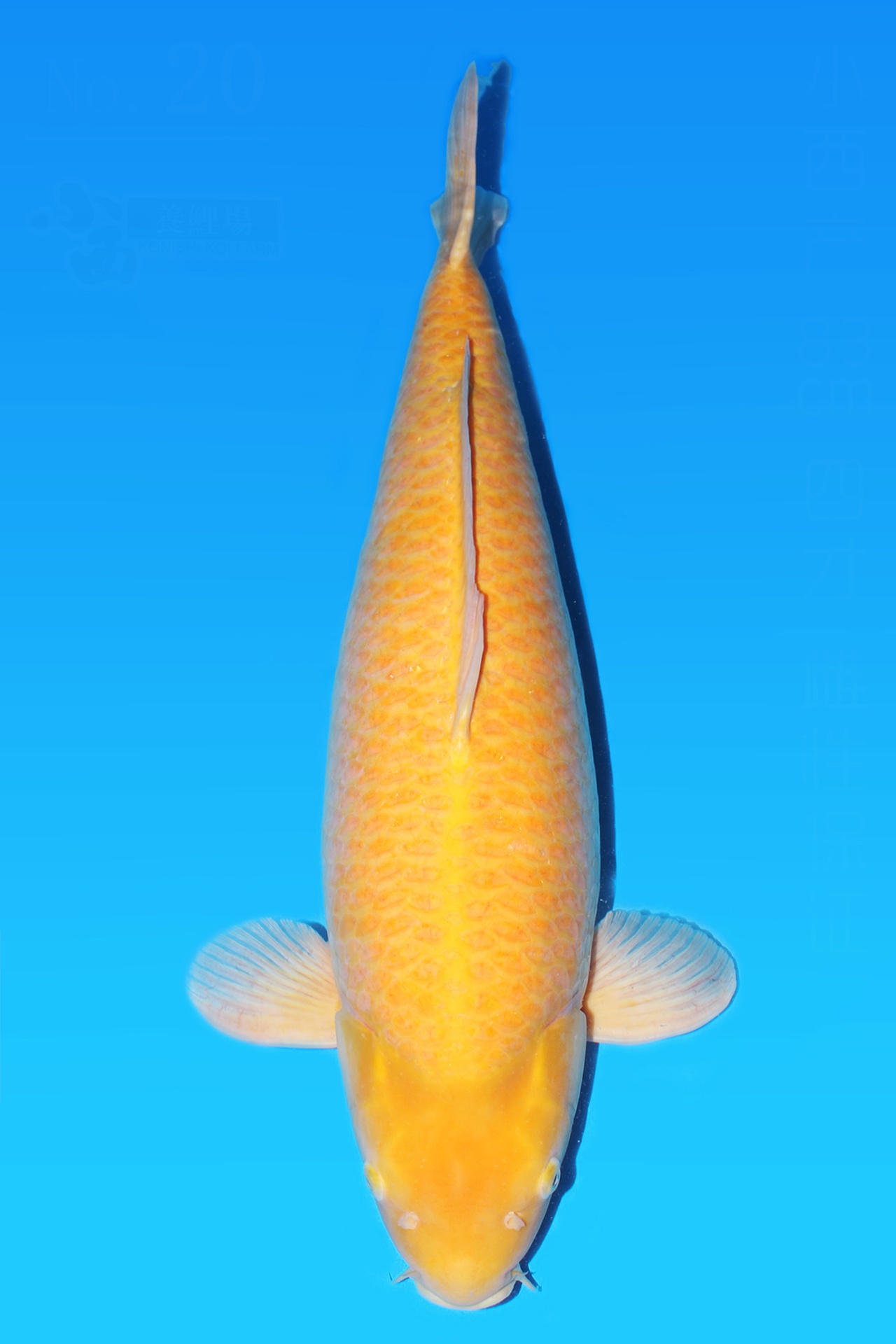 342005