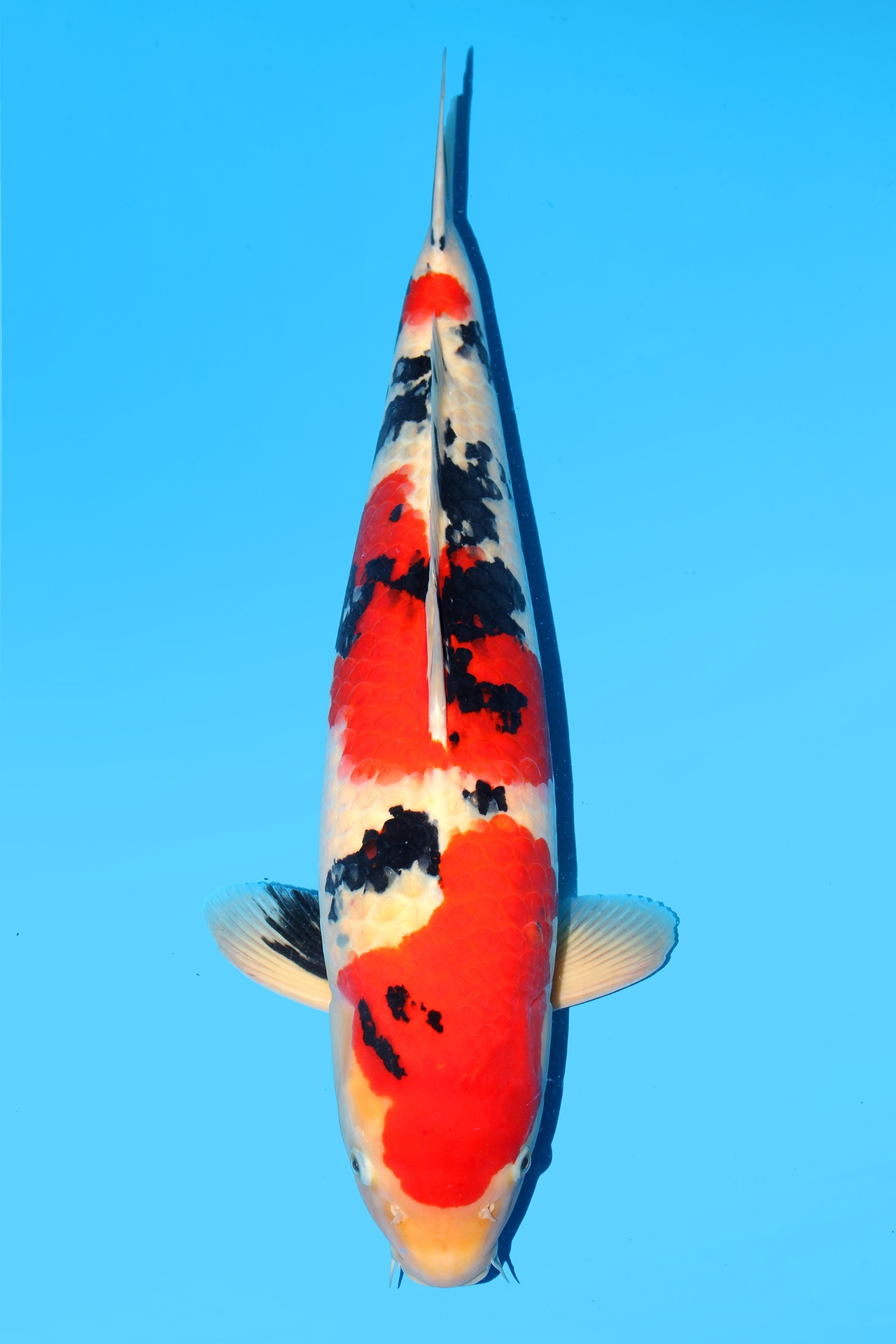 342006