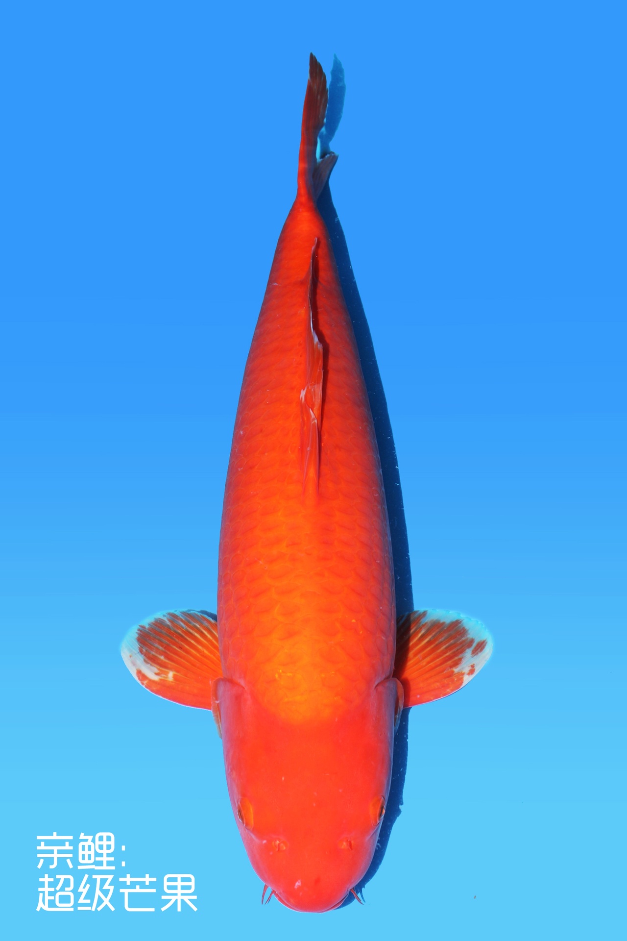 342042