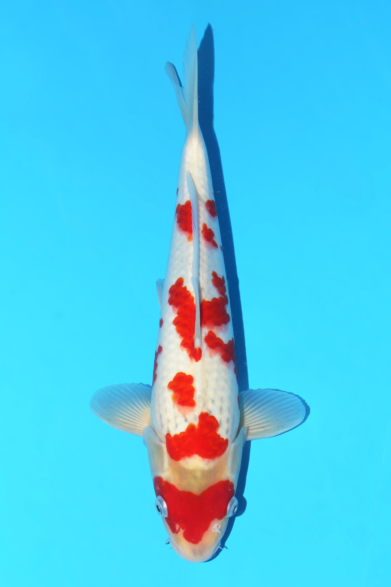 342071