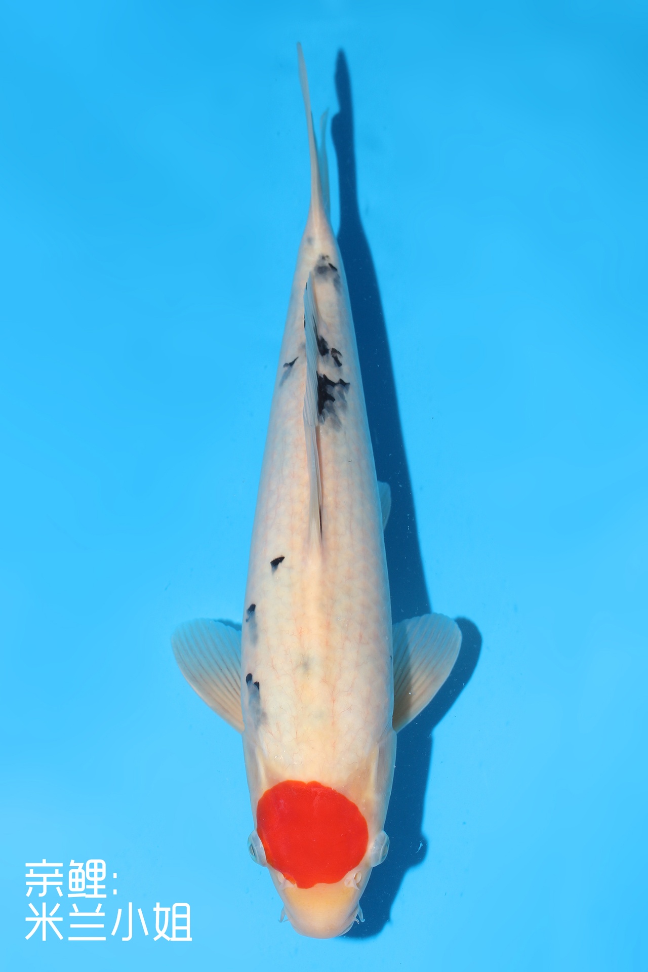 342072