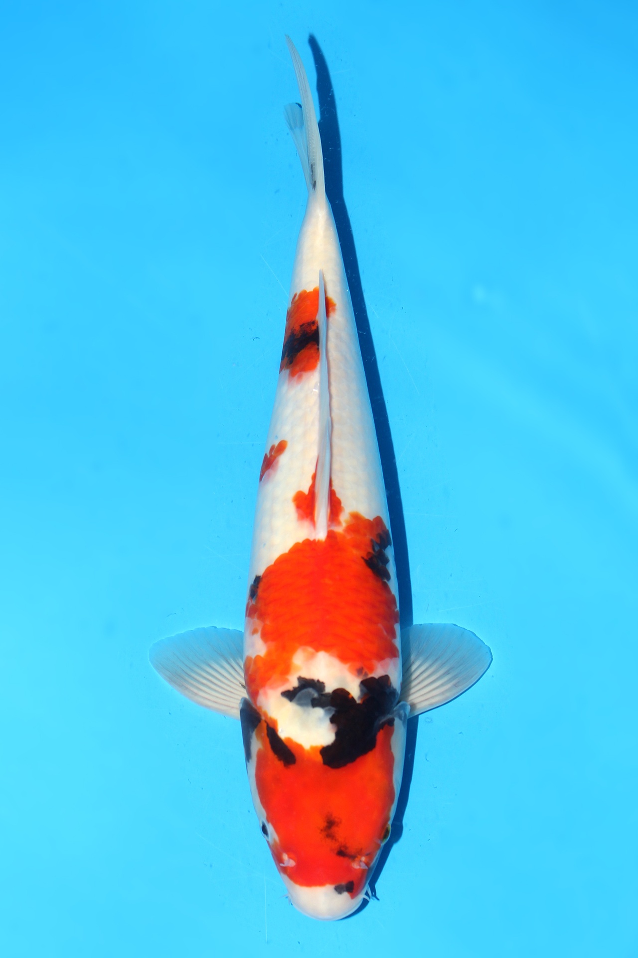 342080
