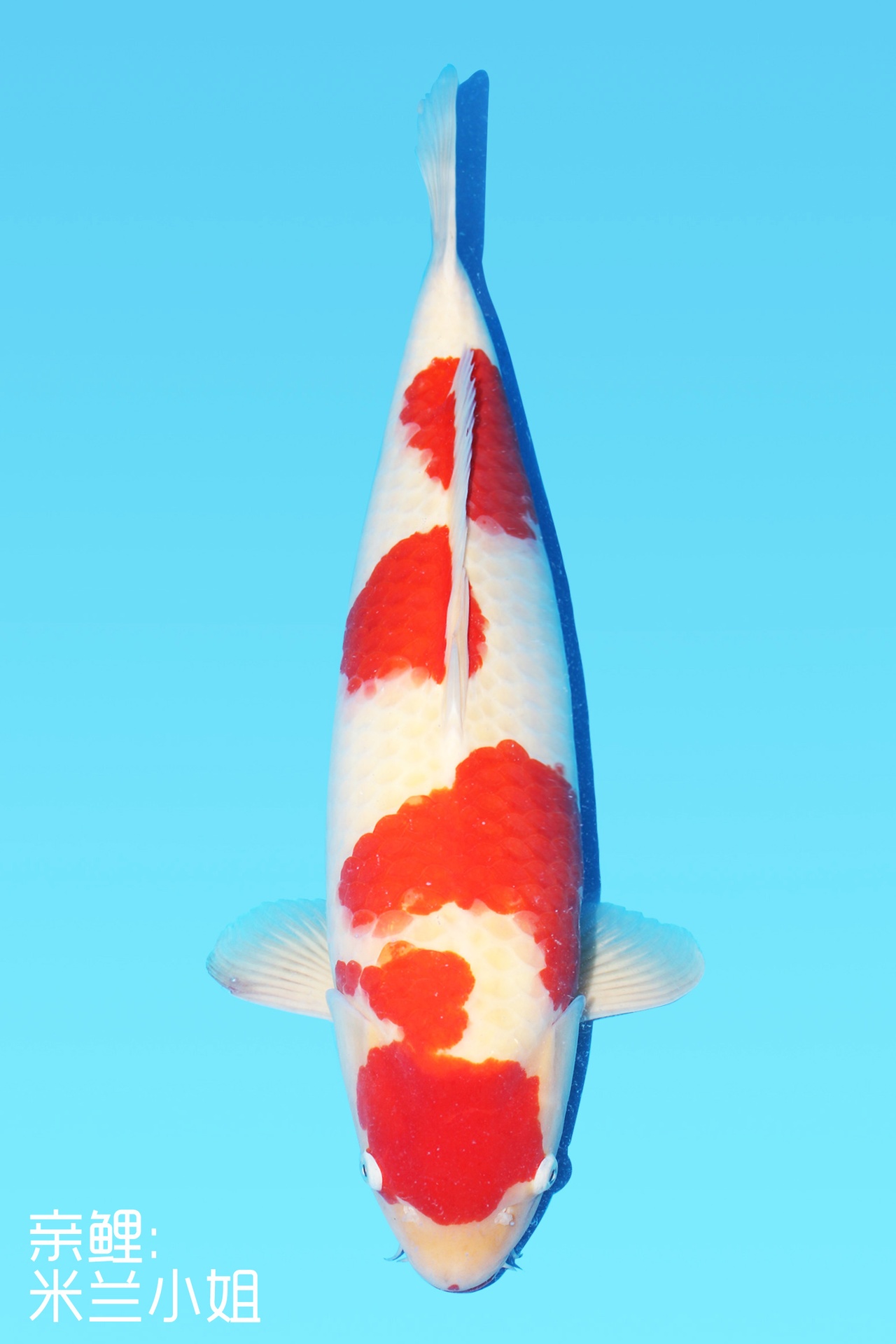 343025