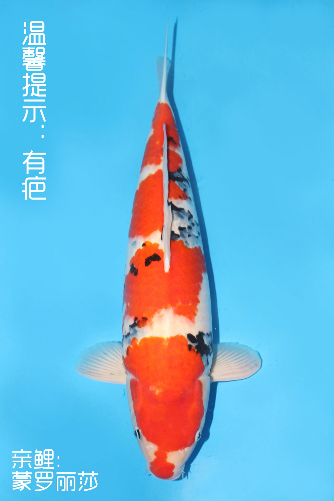 343030