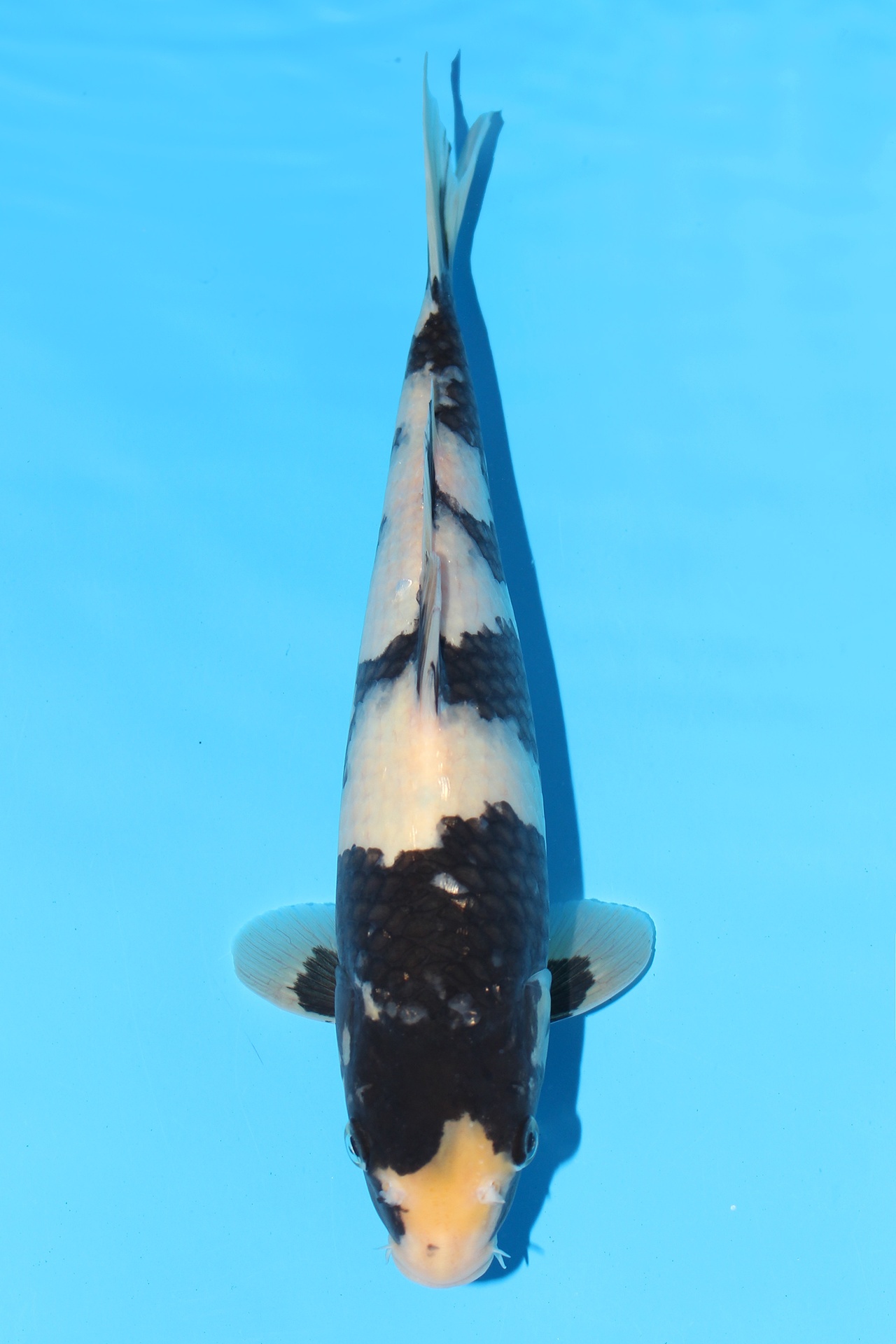 343049