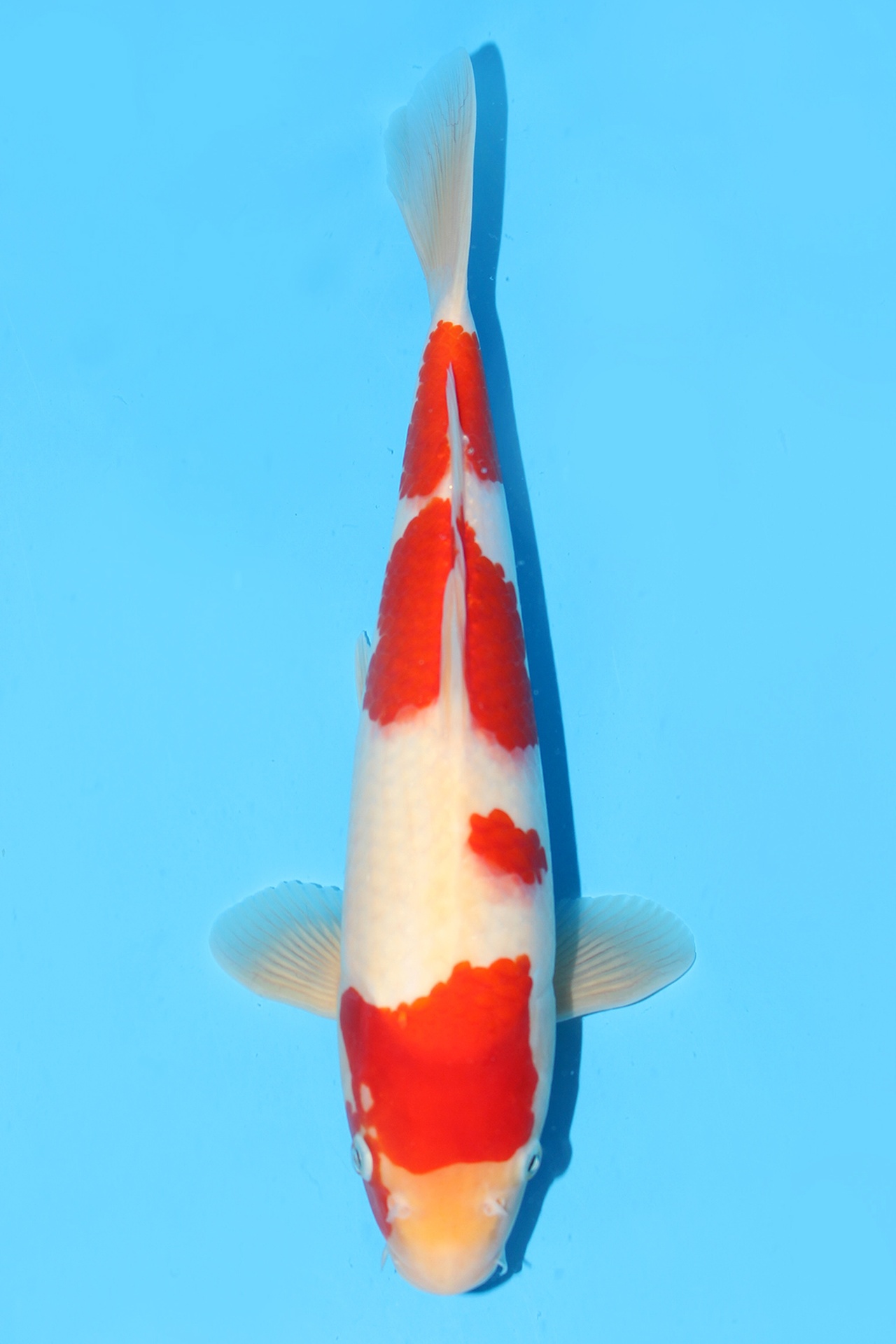 343065