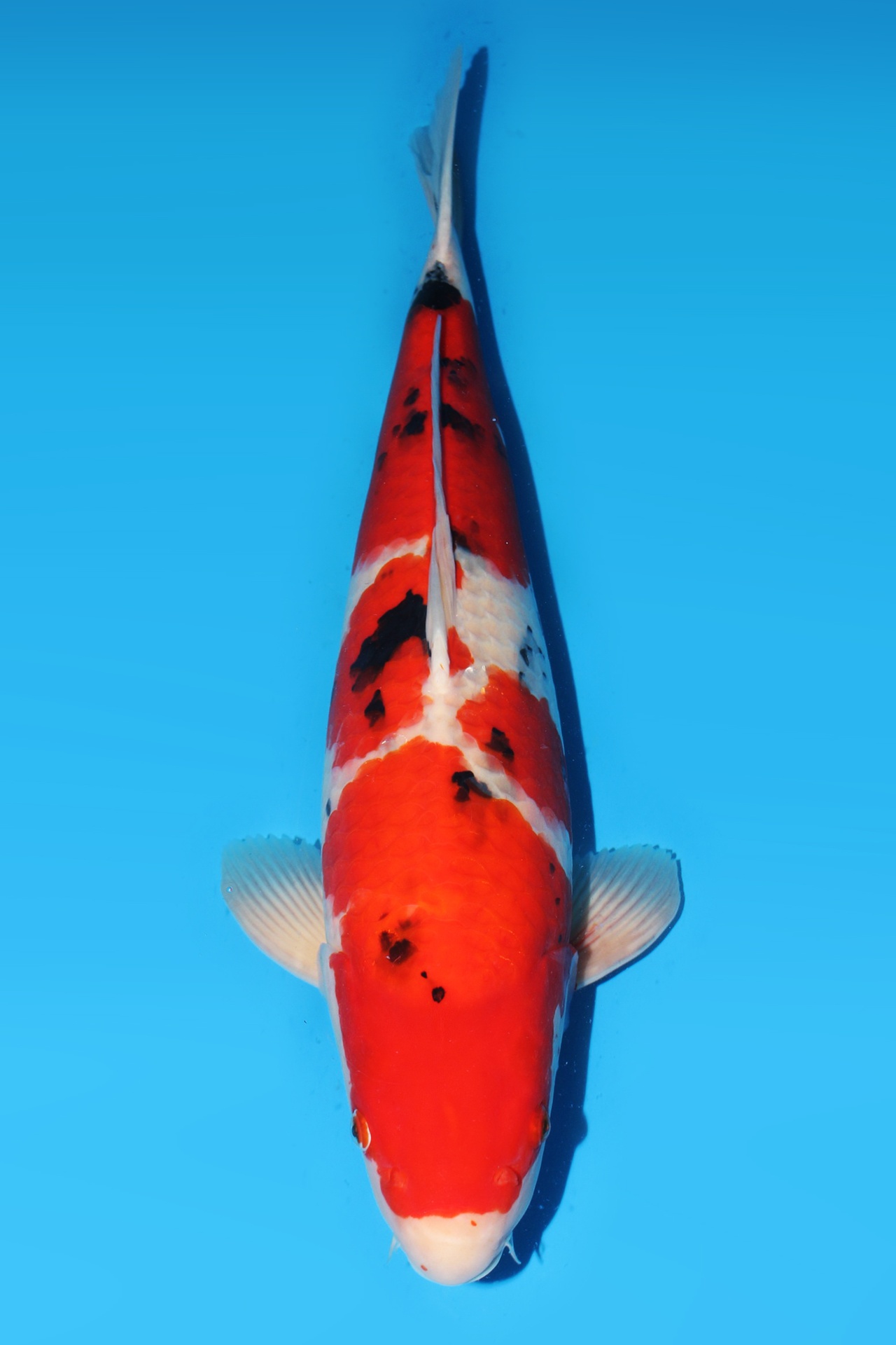 338027