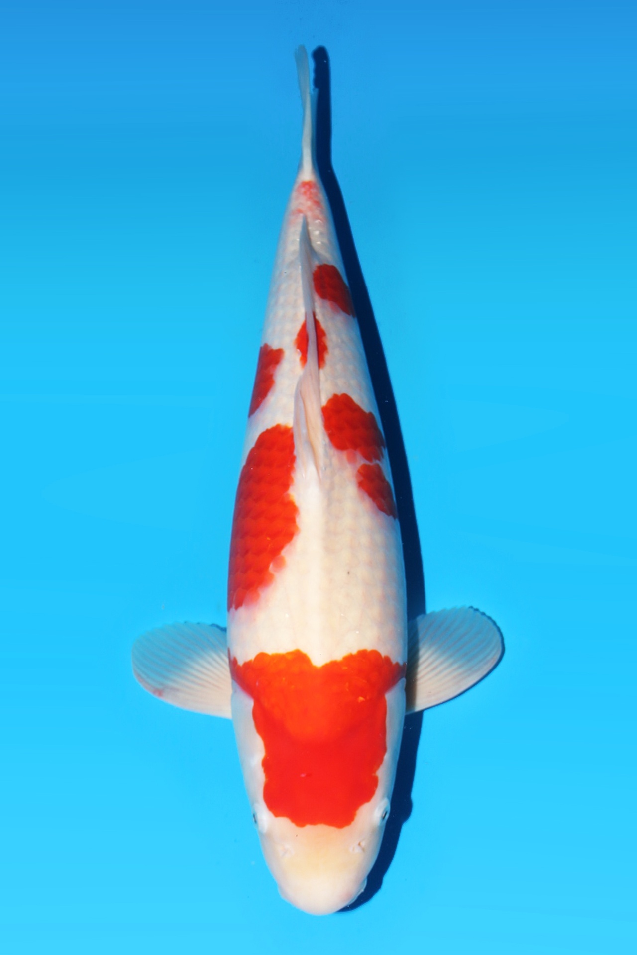 338030
