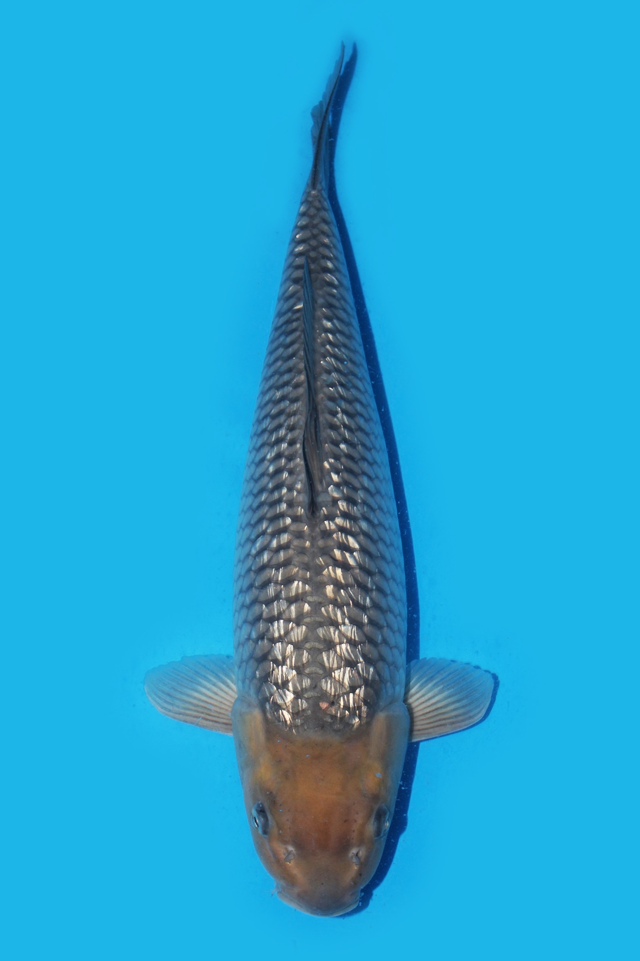 339040